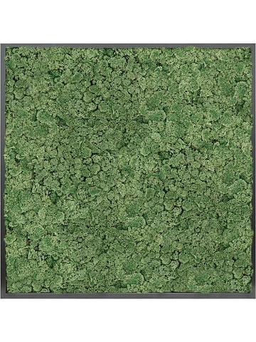 Картина из мха mdf ral 9005 satin gloss 100% reindeer moss (moss green) Картина из мха mdf ral 9005 satin gloss 100% reindeer moss (moss green)