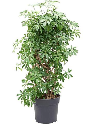 Шеффлера Компакта разветвленная Шеффлера Компакта разветвленная