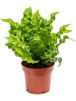 Асплениум Нидус Криспи Вейв H30 D12 см Асплениум Нидус Криспи Вейв H30 D12 см