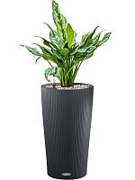 Аглаонема Мисс Джульетта H50 D17 см