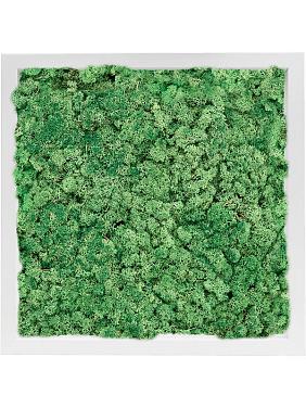 Картина из мха mdf ral 9010 satin gloss 100% reindeer moss (grass green) Картина из мха mdf ral 9010 satin gloss 100% reindeer moss (grass green)