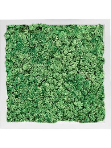 Картина из мха mdf ral 9010 satin gloss 100% reindeer moss (grass green) Картина из мха mdf ral 9010 satin gloss 100% reindeer moss (grass green)