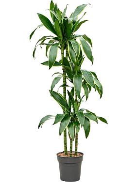 Драцена Фрагранс Артуро 3 ствола