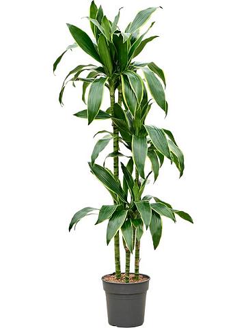 Драцена Фрагранс Артуро 3 ствола