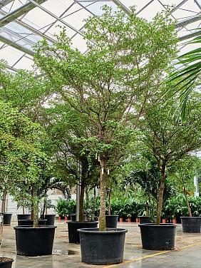 Буцида Буцерас (Терминалия)