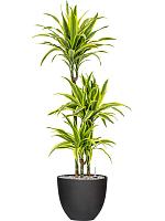 Кашпо Refined coral m volcano black D25 H21 см Кашпо Refined coral m volcano black D25 H21 см