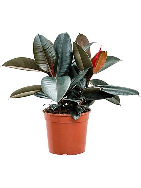 Фикус Эластика Абиджан