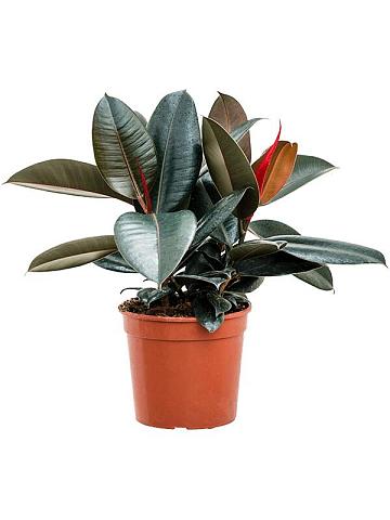 Фикус Эластика Абиджан Фикус Эластика Абиджан