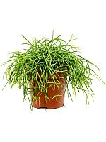 Рипсалис Кашеро H20 D12 см