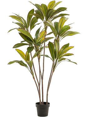 Кордилина искусственная Кордилина искусственная