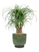 Нолина (Бокарнея отогнутая) разветвленная H50 D21 см