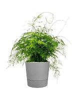 Аспарагус перистый Плюмозус H75 D27 см