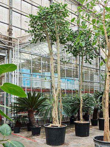 Фикус Бенгальский Одри