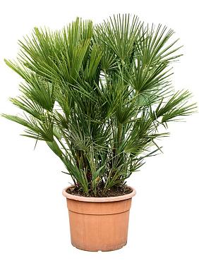 Хамеропс приземистый