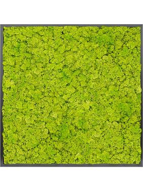 Картина из мха mdf ral 9005 satin gloss 100% reindeer moss (spring green) Картина из мха mdf ral 9005 satin gloss 100% reindeer moss (spring green)