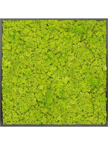 Картина из мха mdf ral 9005 satin gloss 100% reindeer moss (spring green) Картина из мха mdf ral 9005 satin gloss 100% reindeer moss (spring green)