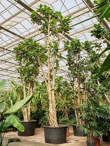 Фикус Лирата Фикус Лирата