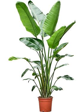 Стрелиция Николая Стрелиция Николая