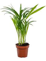 Арека Хризалидокарпус (Дипсис желтоватый) H45 D12 см