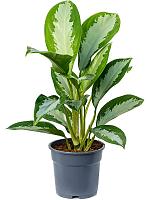 Аглаонема Даймонд Бей H55 D17 см