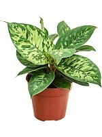 Хомаломена Валлисии Камуфляж H20 D12 см