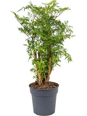 Полисциас Минг Полисциас Минг