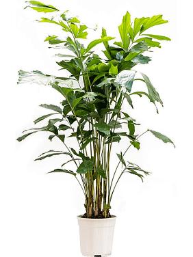 Кариота Митис мягкая Кариота Митис мягкая