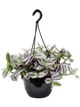 Традесканция Нанук ампельная Традесканция Нанук ампельная