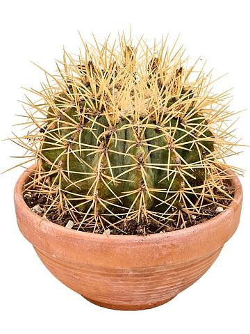 Ферокактус Глауцесценс Ферокактус Глауцесценс