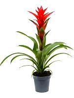 Гузмания Остара красная H60 D13 см