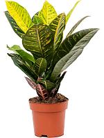 Кротон (Кодиеум) Петра H55 D17 см