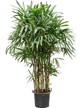 Рапис высокий