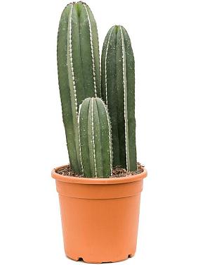 Маргинатоцереус Маргинатус Маргинатоцереус Маргинатус