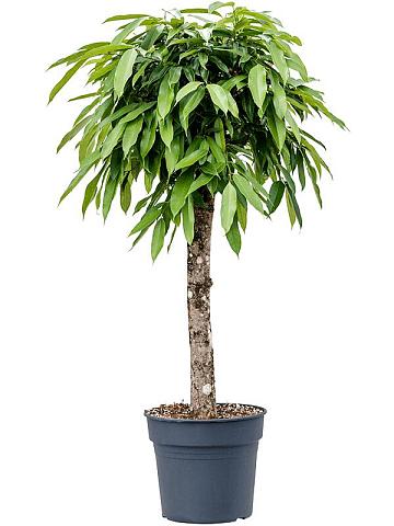 Фикус Бенедикта Амстел Кинг Фикус Бенедикта Амстел Кинг