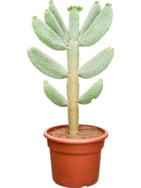 Опунция Консолея Опунция Консолея