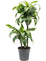 Драцена Фрагранс Дорадо 2 ствола H80 D19 см Драцена Фрагранс Дорадо 2 ствола H80 D19 см