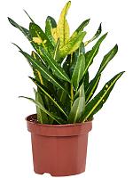 Кротон (Кодиеум) Санни Стар H30 D12 см