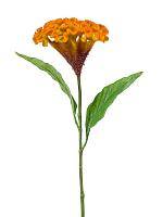 Целозия желто-оранжевая искусственная W14 H62 см