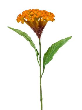 Целозия желто-оранжевая искусственная