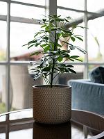 Кашпо Bernt pot shiny gold D21 H19 см