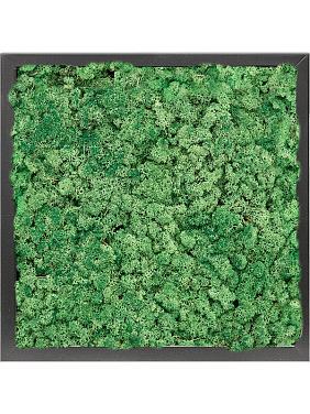 Картина из мха mdf ral 9005 satin gloss 100% reindeer moss (grass green) Картина из мха mdf ral 9005 satin gloss 100% reindeer moss (grass green)