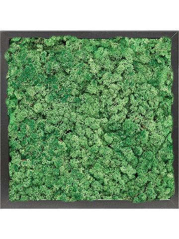Картина из мха mdf ral 9005 satin gloss 100% reindeer moss (grass green)