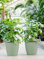 Кашпо Baq ecoline phoenix regular couple D38 H33 см