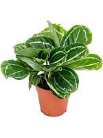 Калатея Розеопикта Джулия H30 D12 см