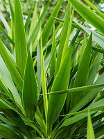 Юкка Слоновая разветвленная H180 D40 см