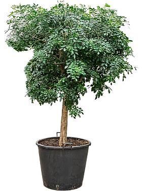 Муррайя метельчатая