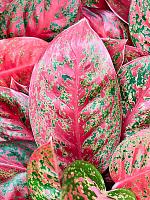 Аглаонема Бьюти H30 D13 см