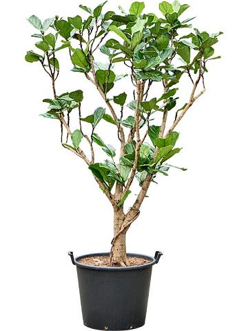 Фикус Лирата разветвленный Фикус Лирата разветвленный