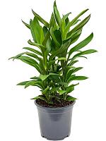 Кордилина Фрутикоза Глаука H45 D19 см