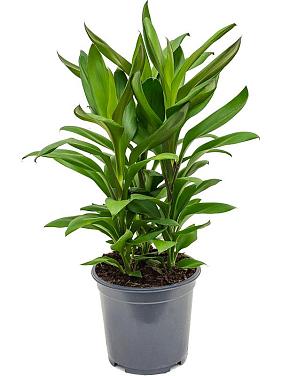 Кордилина Фрутикоза Глаука Кордилина Фрутикоза Глаука